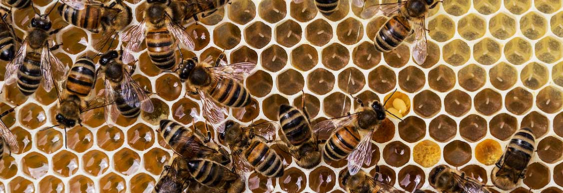 Honeycomb from beehive filled with honey