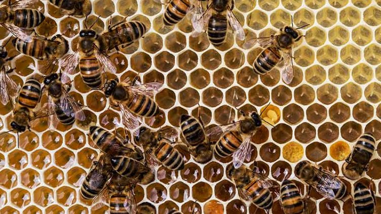 Honeycomb from beehive filled with honey